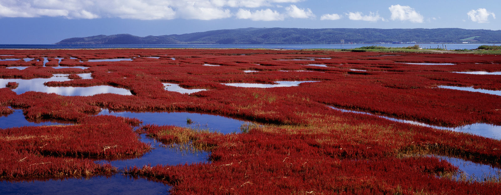Natural habitat of salicornia