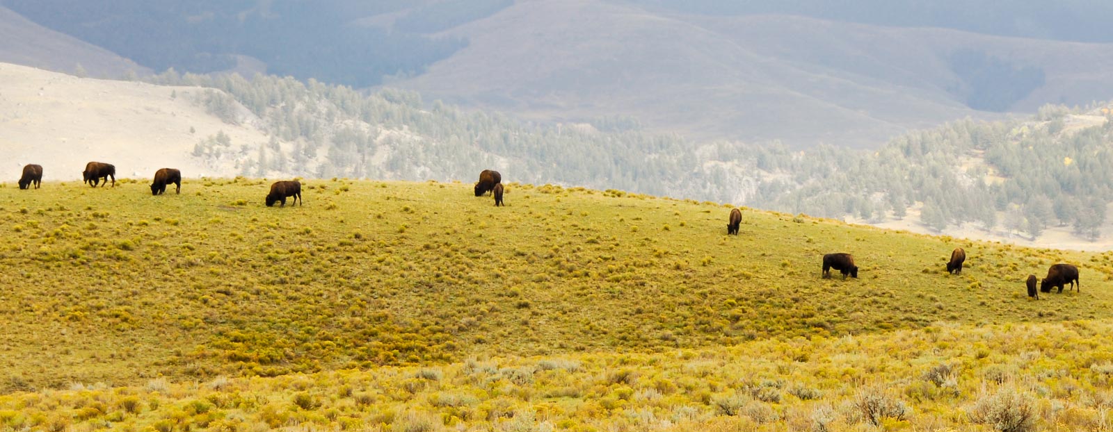 Natural habitat of bison grass