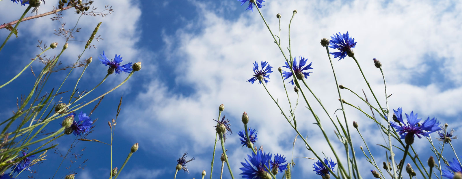 Cornflower in natural habitat