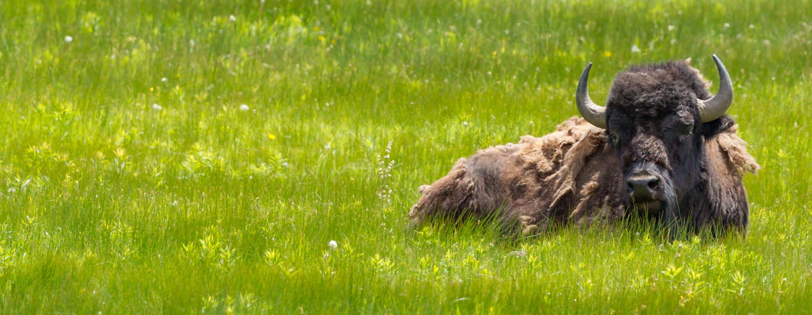 Natural habitat of bison grass