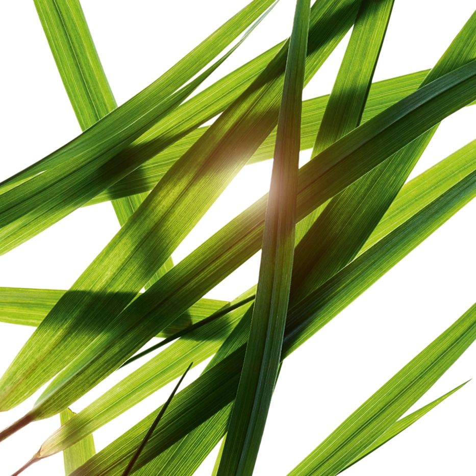 Bison grass-Bison grass extract-Hierochloe odorata extract