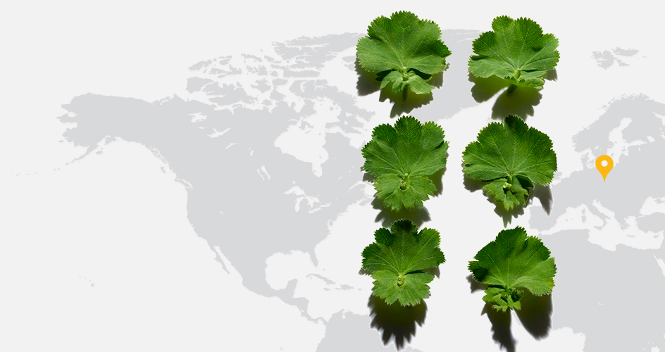 Lady's Mantle