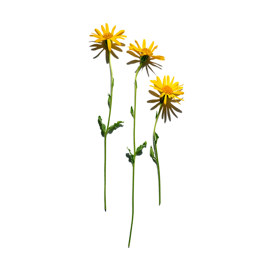 Arnica