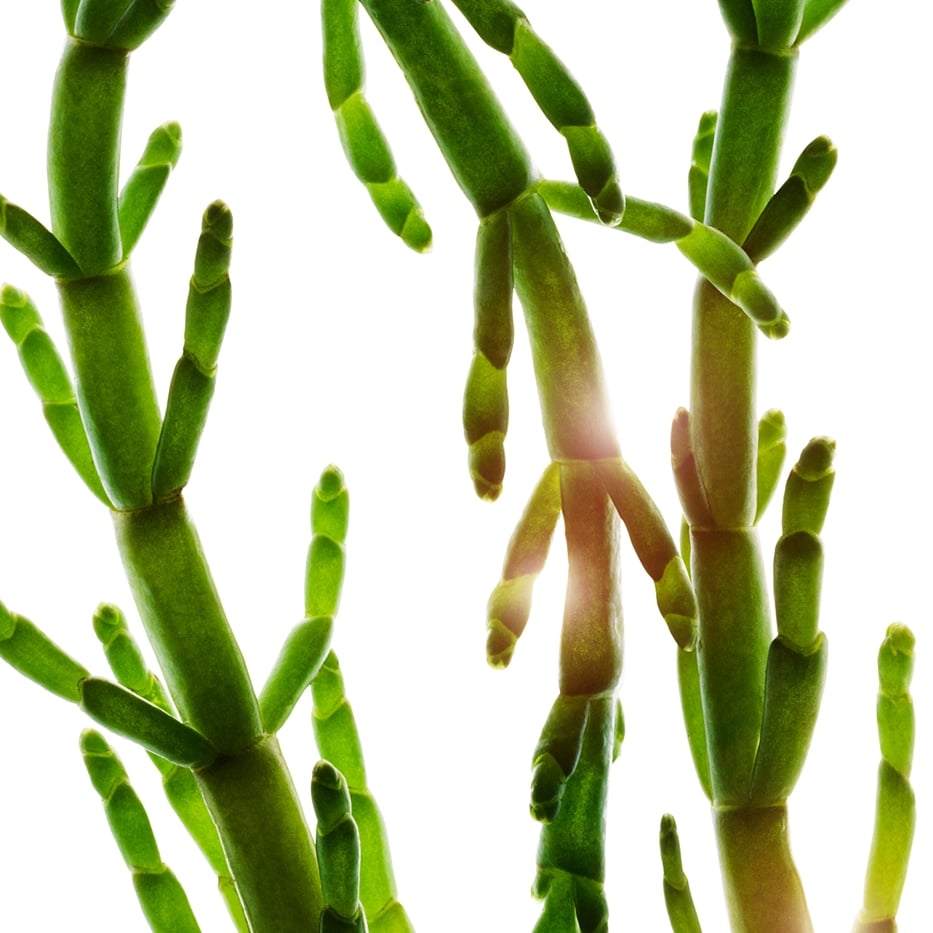 Marsh samphire-Organic marsh samphire extract-Salicornia herbacea extract
