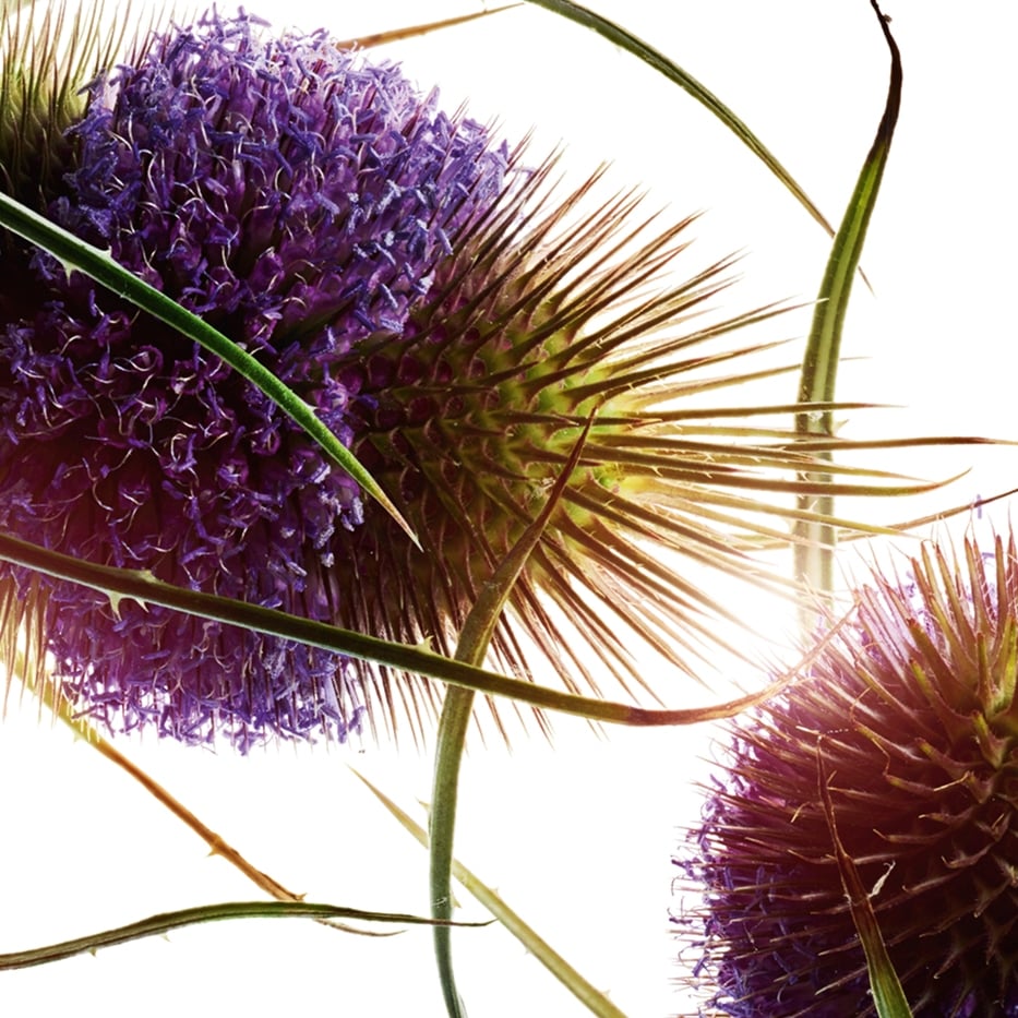 Teasel-Teasel extract-Dipsacus sylvestris extract