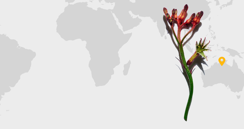 Kangaroo Flower