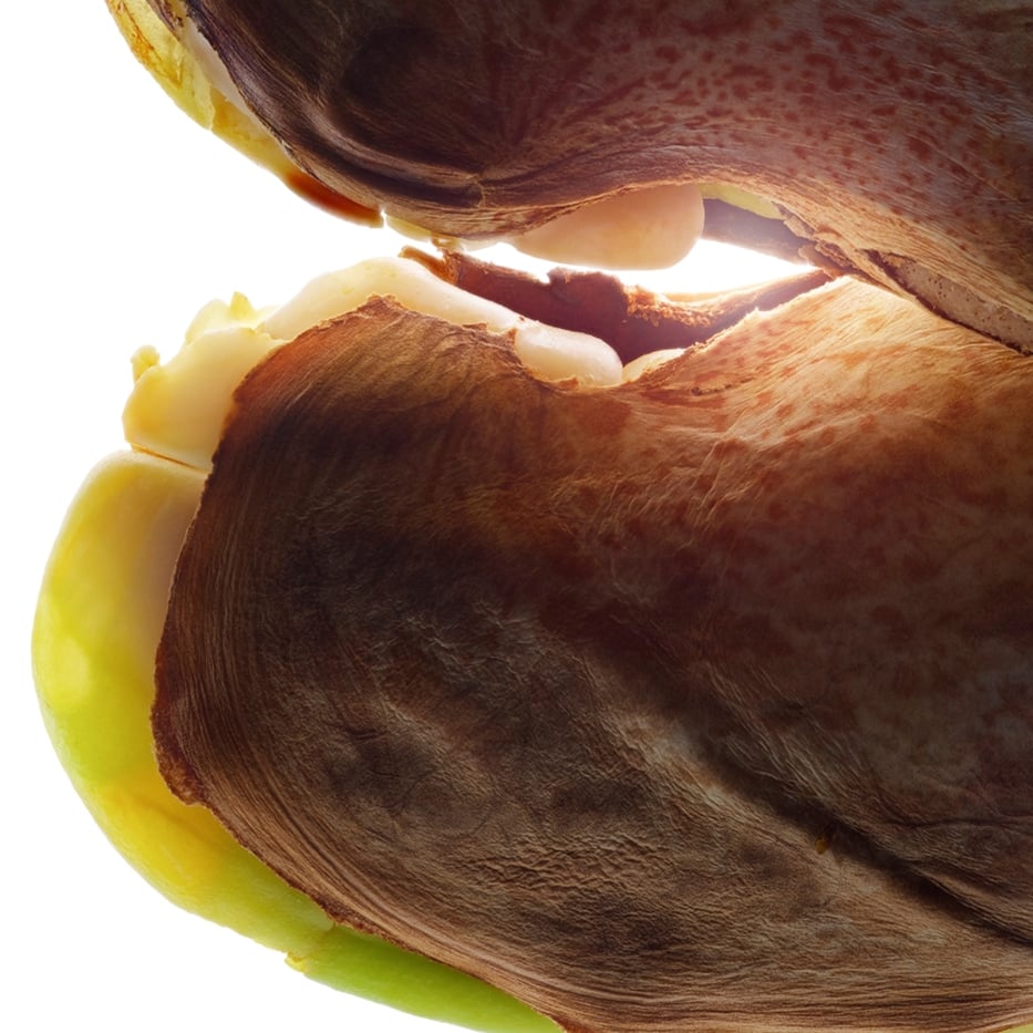 Wild mango-Wild mango butter-Irvingia gabonensis kernel butter