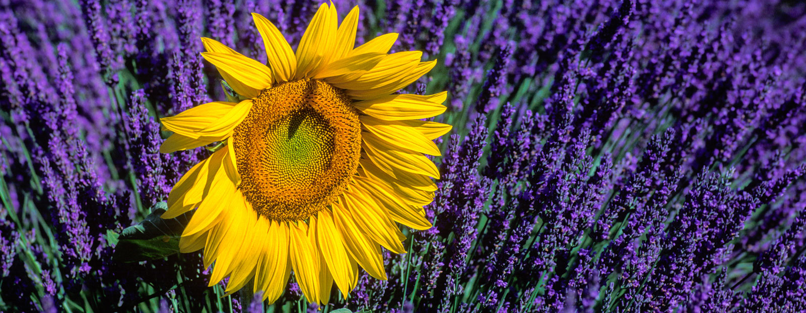 Sunflower in its natural habitat