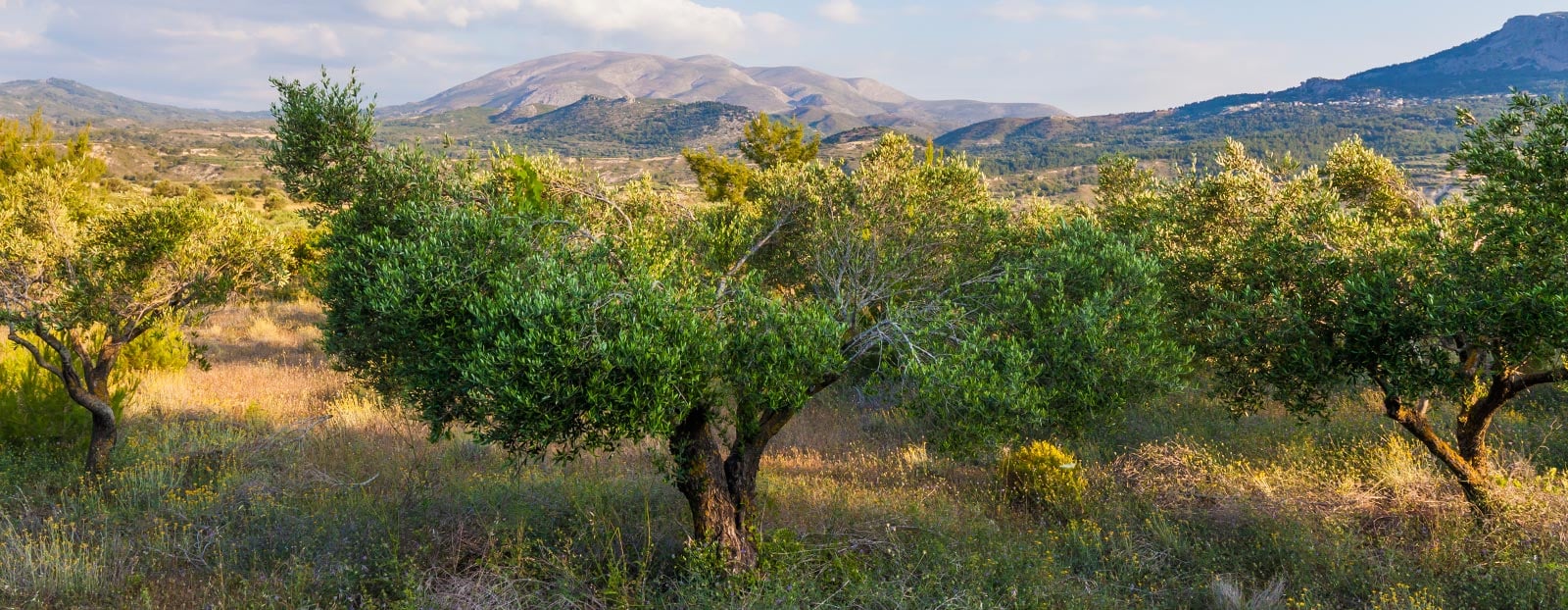 在自然栖息地生长着的橄榄树