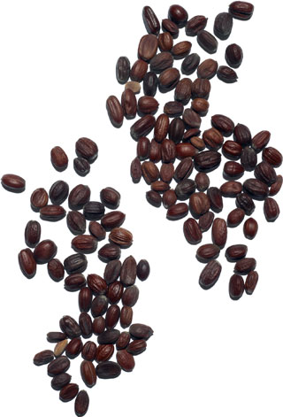 Jojoba