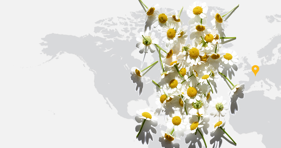 Camomile