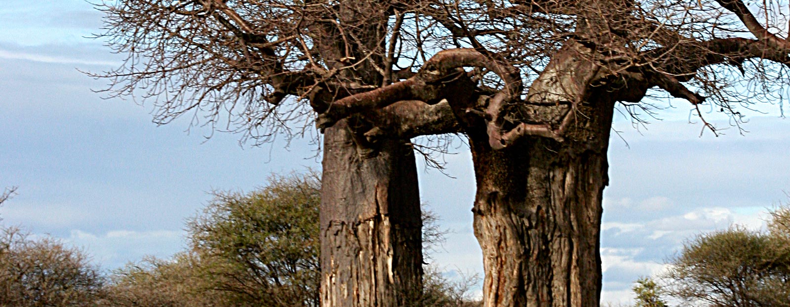 Baobab in its natural habitat