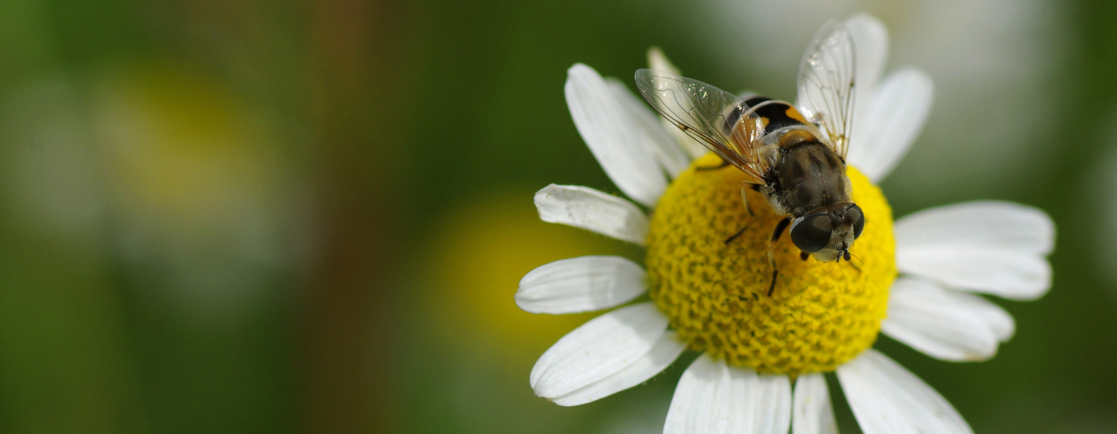 Roman chamomile in its natural habitat