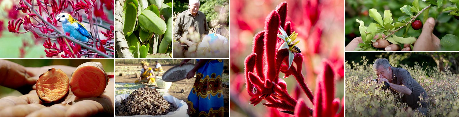Every day is Earth Day at Clarins. Join us on a worldwide tour of our precious plants.