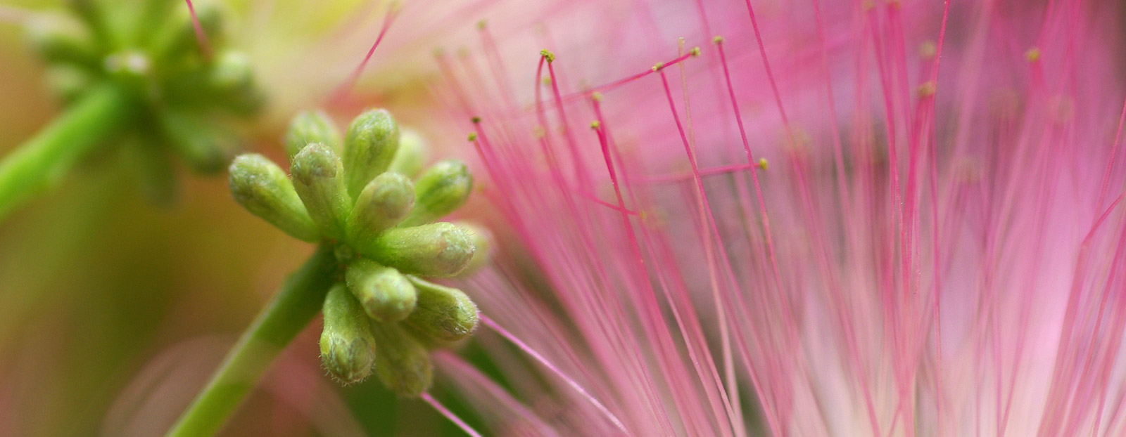 Albizia in its natural habitat