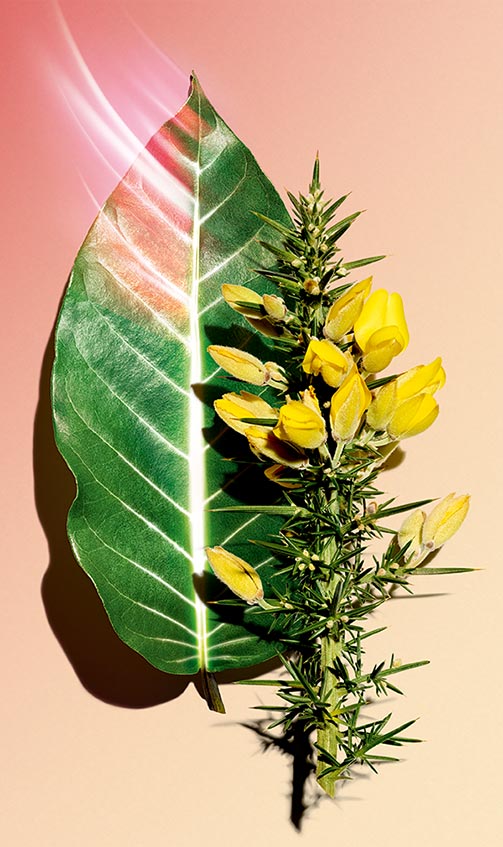 Ingredientes Super Restorative