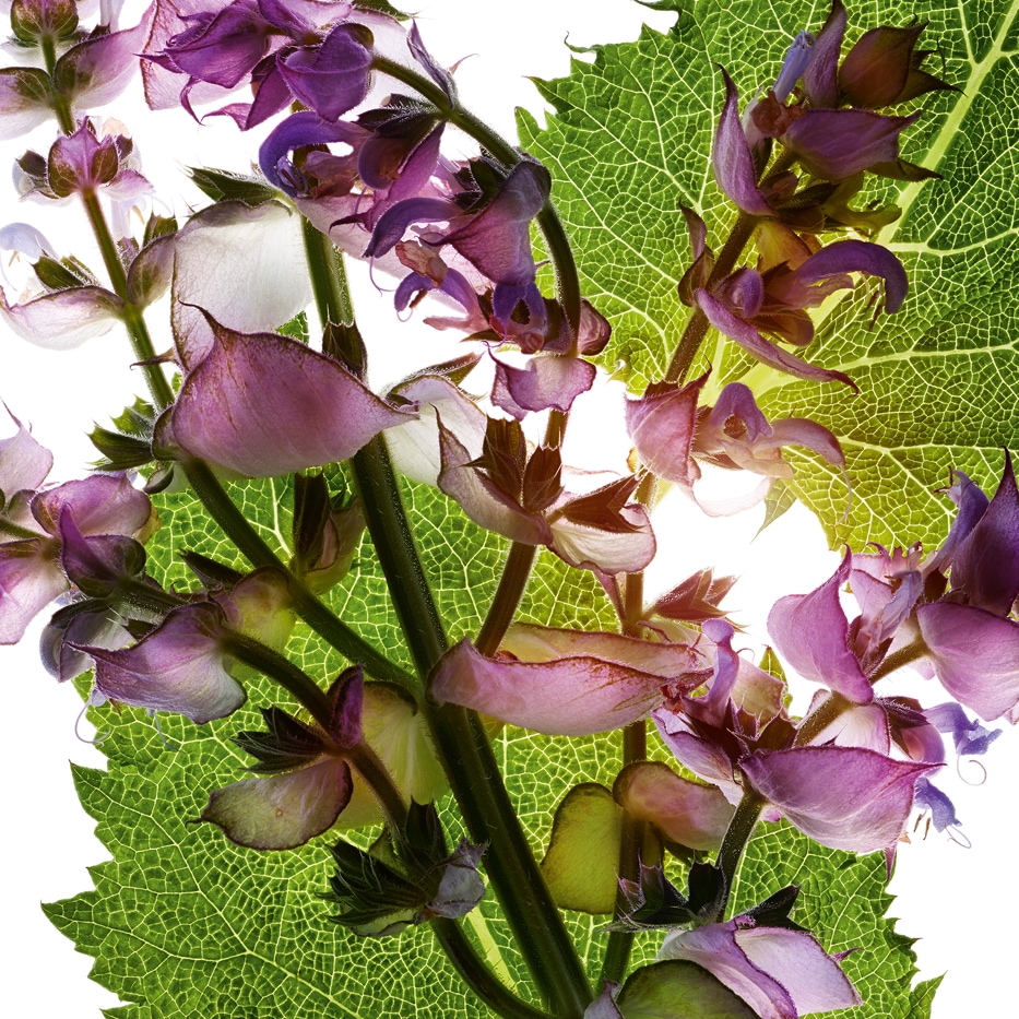 Clary sage-Clary sage essential oil-Salvia sclarea (clary) oil