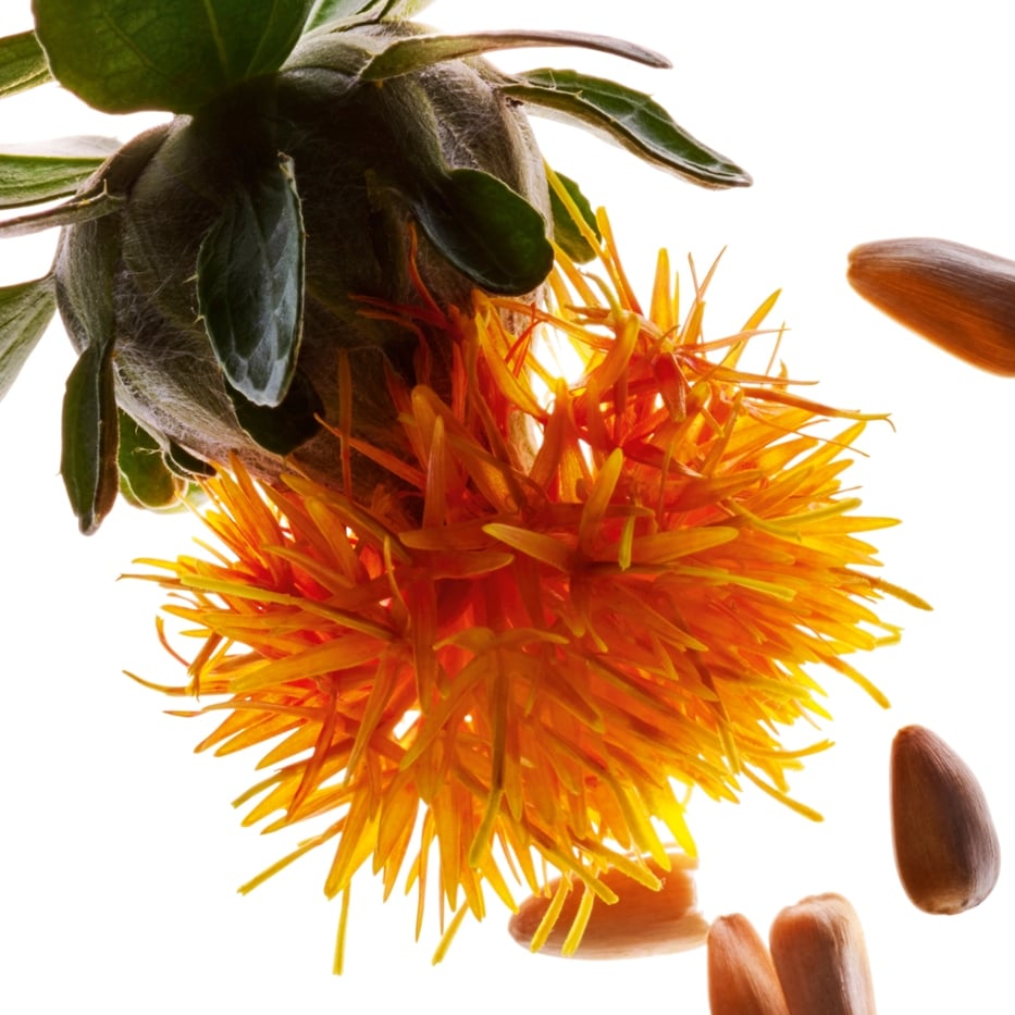 Safflower-Safflower extract-Carthamus tinctorius (safflower) seedcake extract