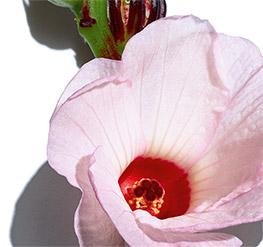 玫瑰亮肤霜 花样年华系列
