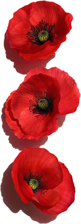 Poppy