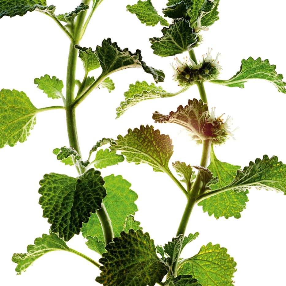 White horehound-Organic white horehound extract-Marrubium vulgare extract