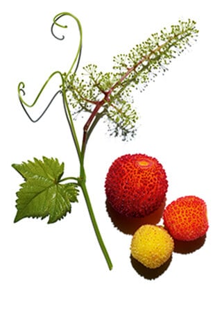 杨梅和葡萄藤成分