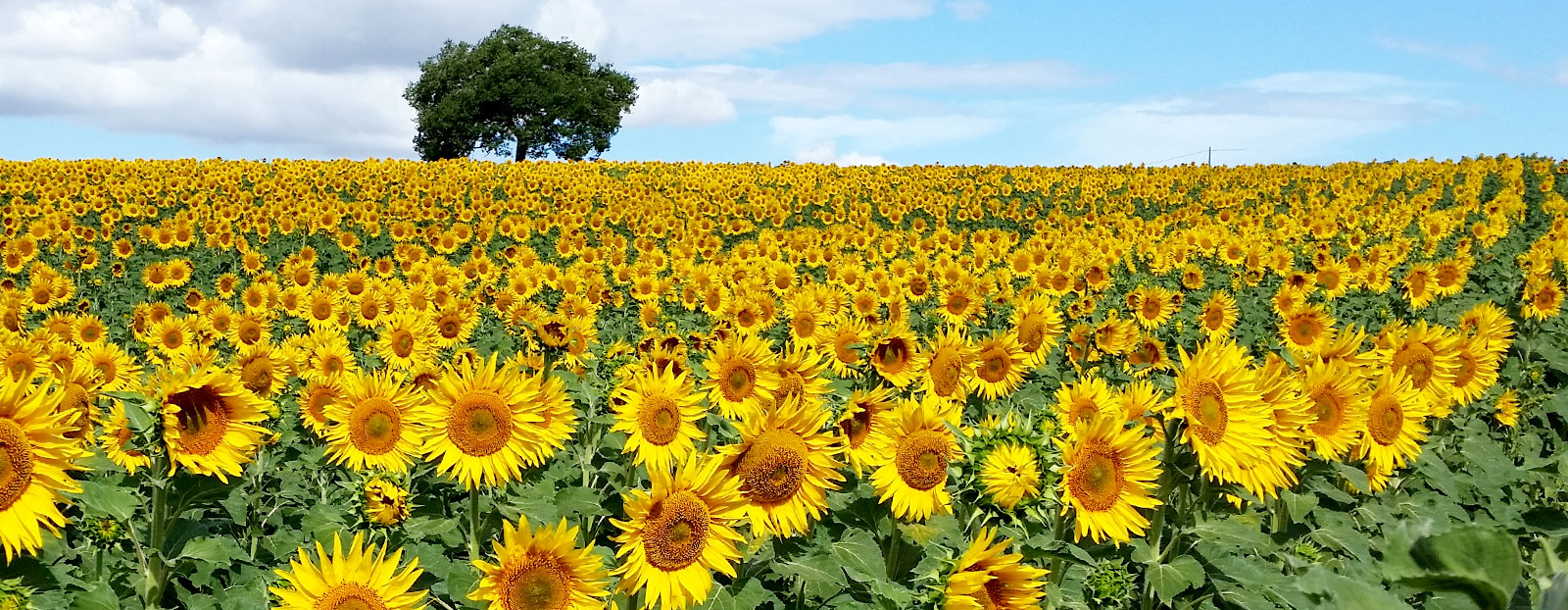 Sunflower in its natural habitat