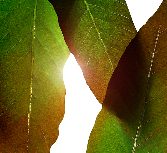 Huang qi skincare benefits | Discover Clarins Ingredient Library
