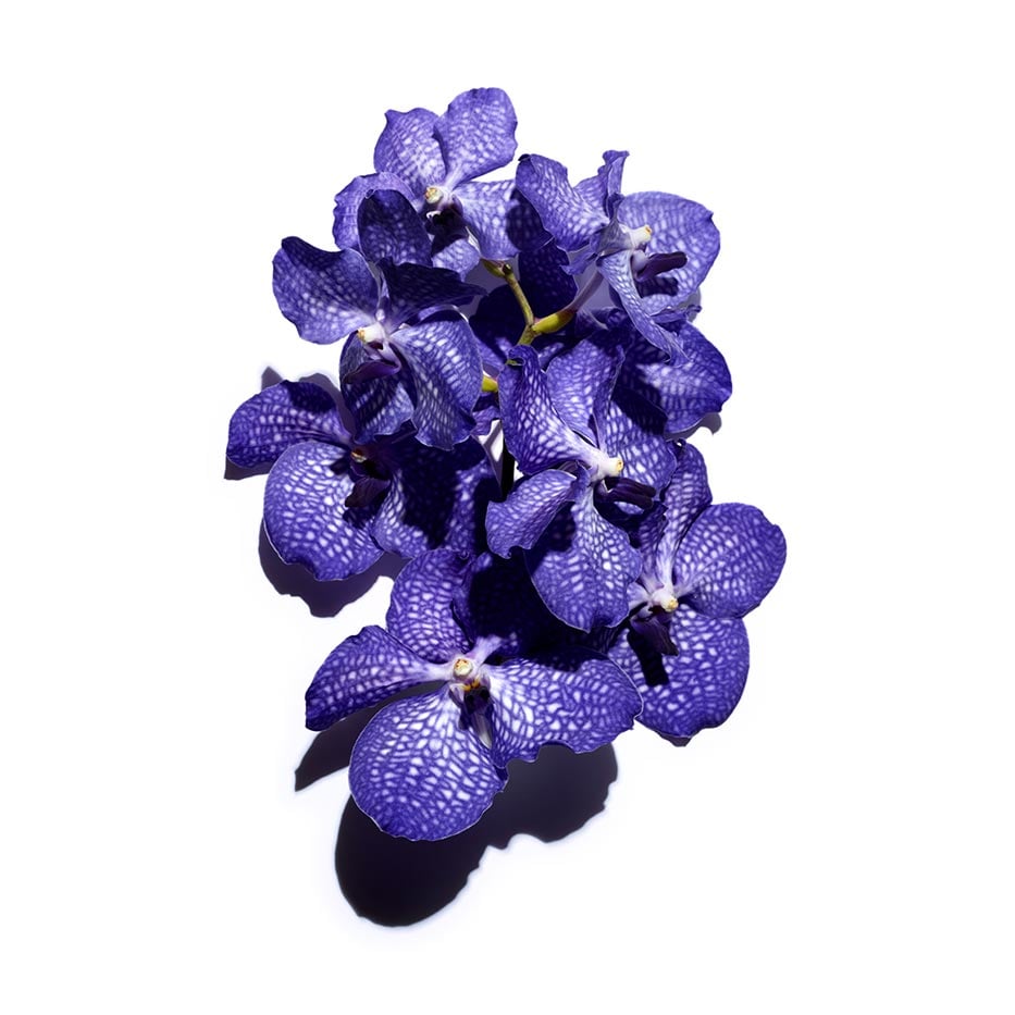 Blue Orchid Face Treatment Oils - Face Oils - Clarins
