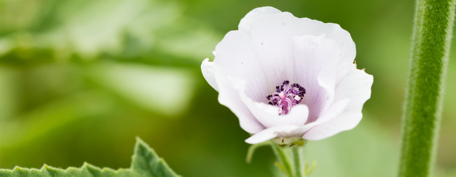 Marshmallow flower in its natural habitat