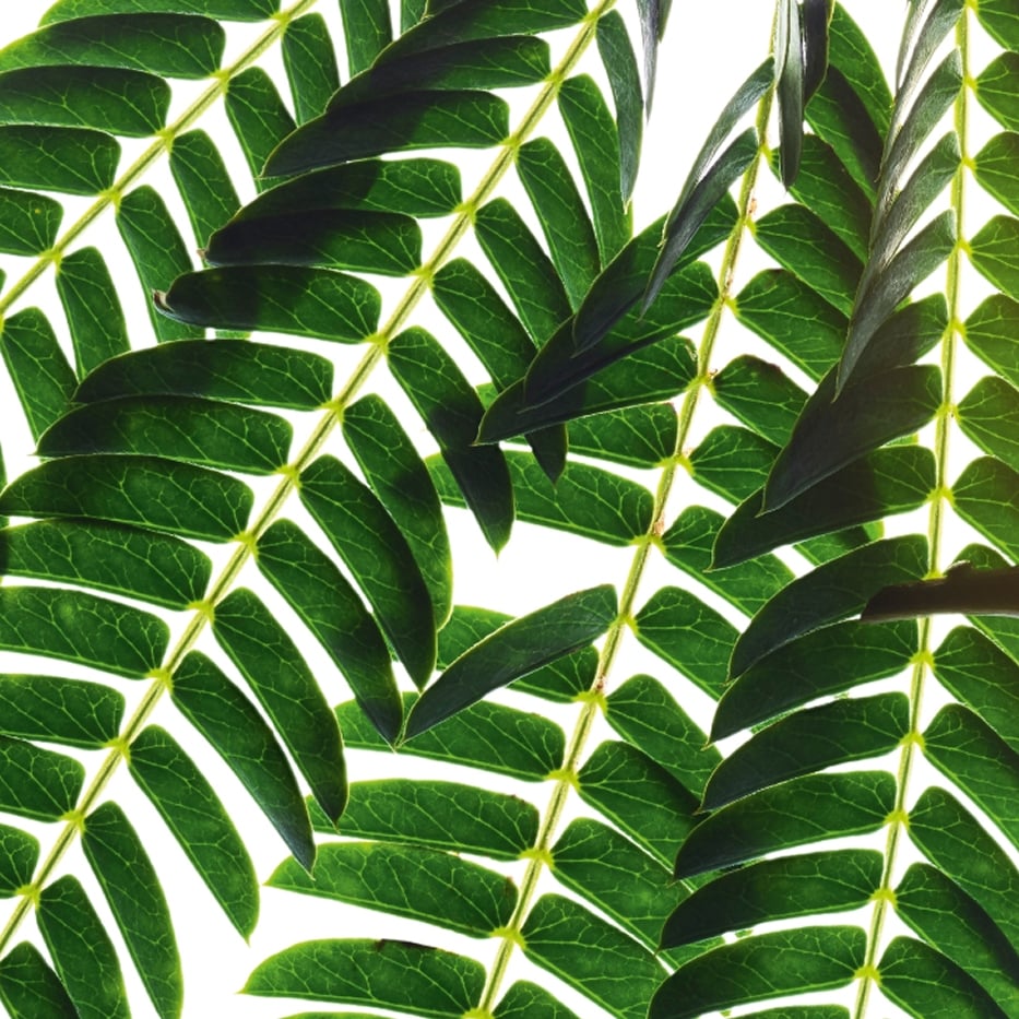 Albizia-Albizia extract-Albizia julibrissin bark extract