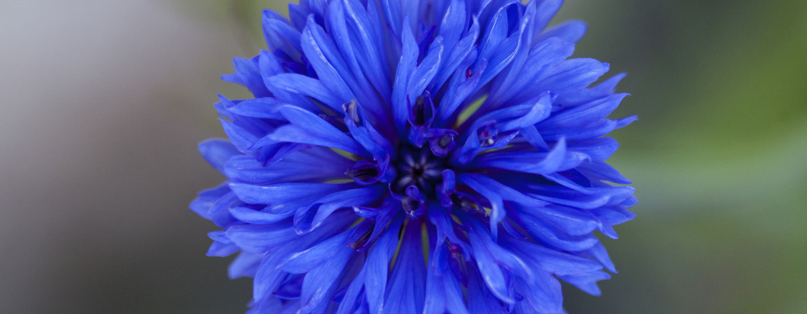 Cornflower in natural habitat