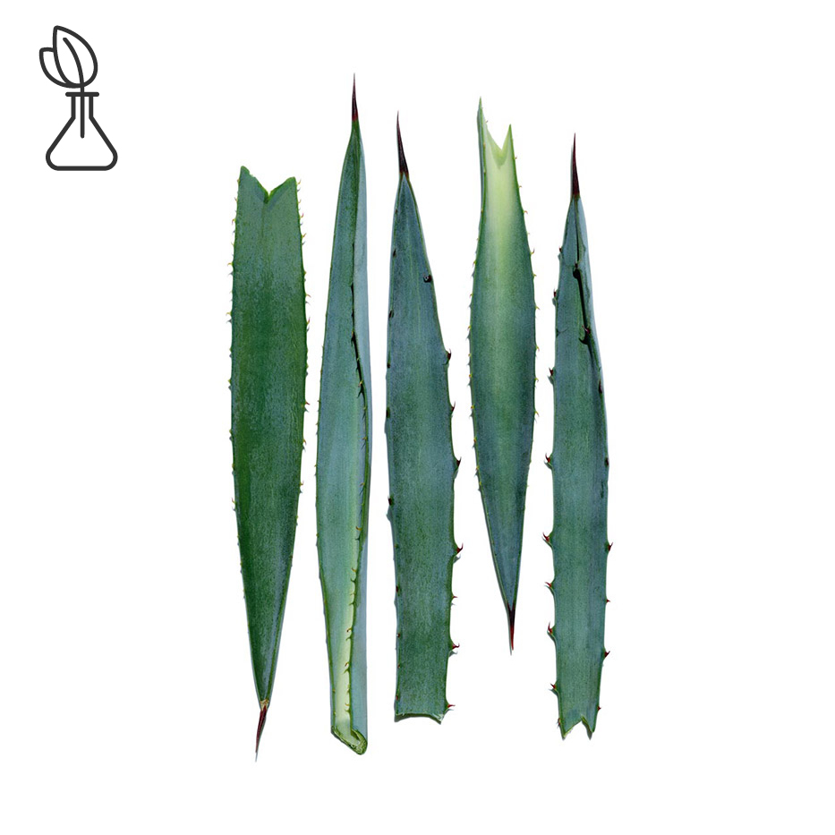 Blue agave-Blue agave extract-Agave tequilana leaf extract