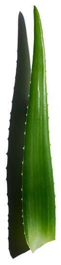Aloe vera ingredient