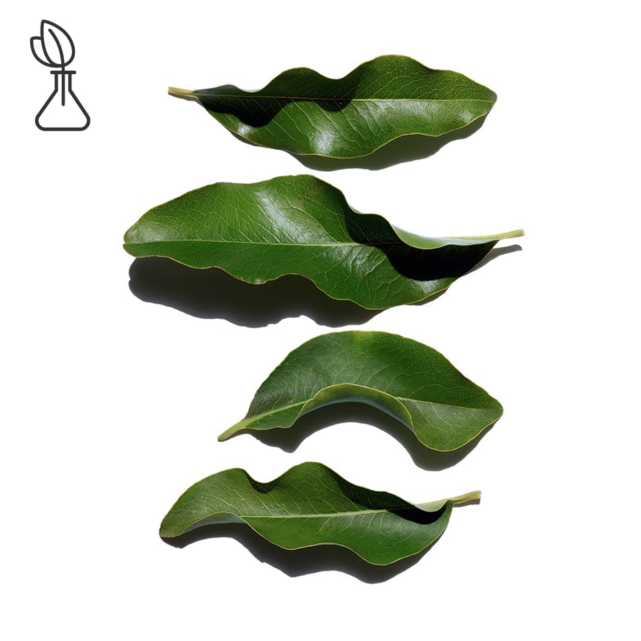 African ebony-Organic African ebony extract-Diospyros mespiliformis leaf extract