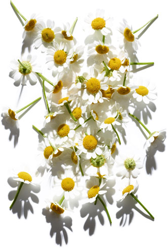 Roman chamomile