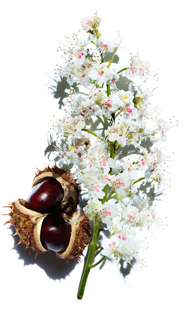 Horse Chestnut ingredient