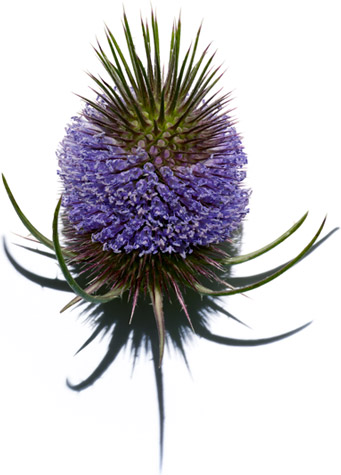 Wild teasel