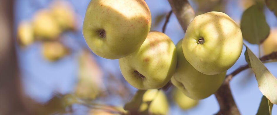 Apple tree