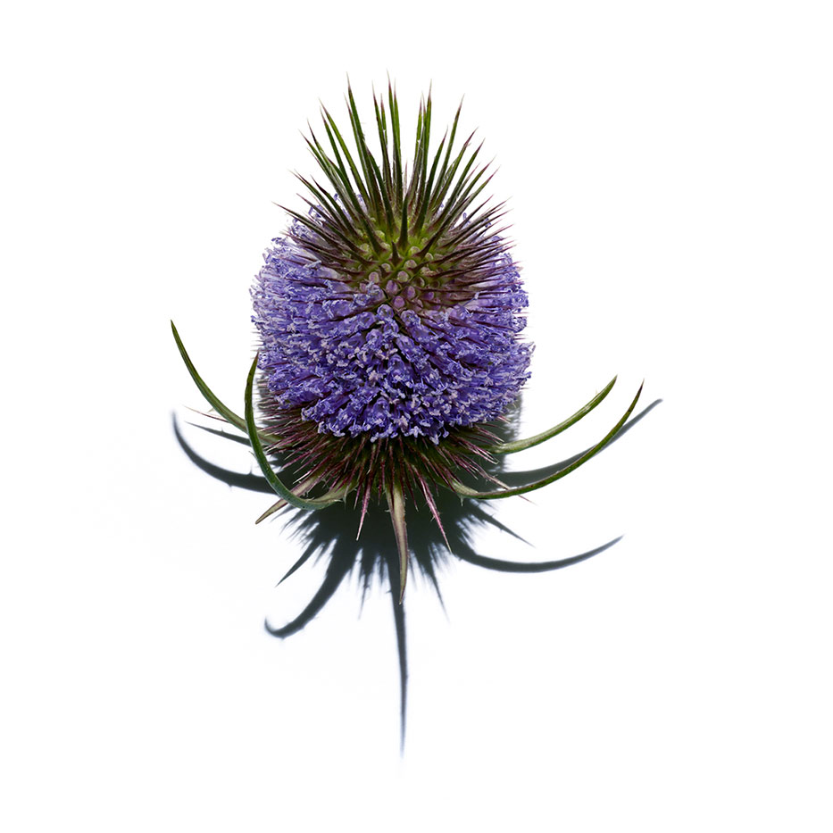Organic Teasel