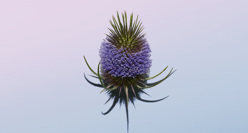 How does Wild Teasel fight fine lines and wrinkles?