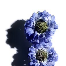 SCABIOUS (BLUE BUTTON FLOWER)