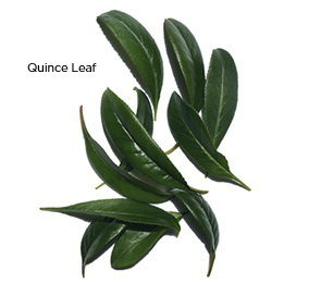 Organic Quince Leaf