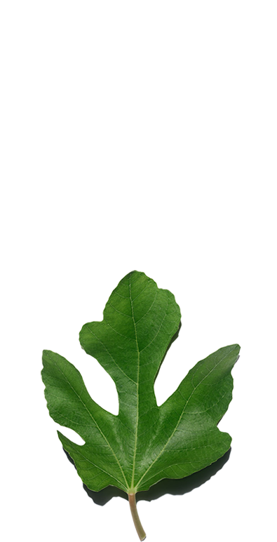 Une plante