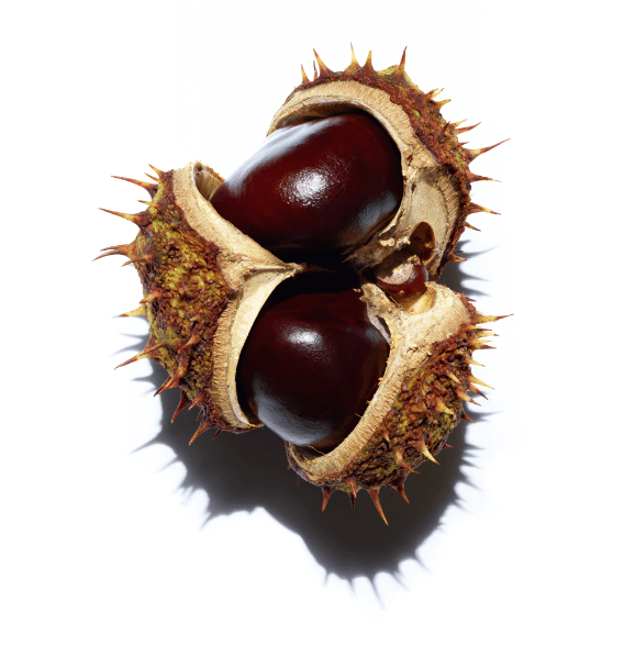 Horse Chestnut