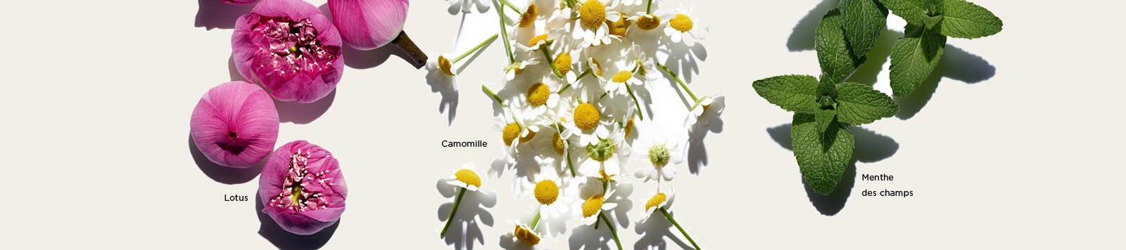 Images of Lotus, Camomile, and Field Mint ingredients