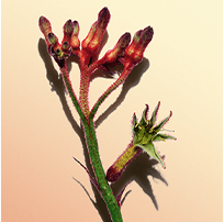 Flor de la pata de canguro