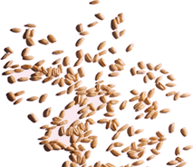 Avena orgánica
