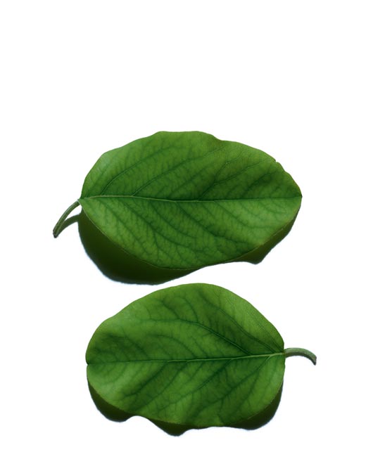 Quince Leaf