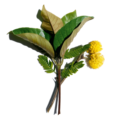 Harungana orgánica y flor de cassie
